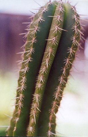 Escontria_chiotilla_1